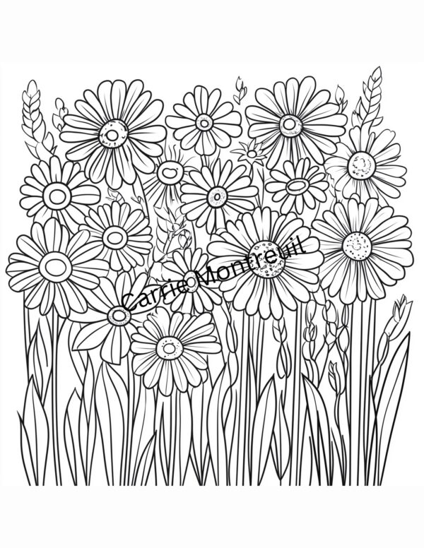 Field of Daisies